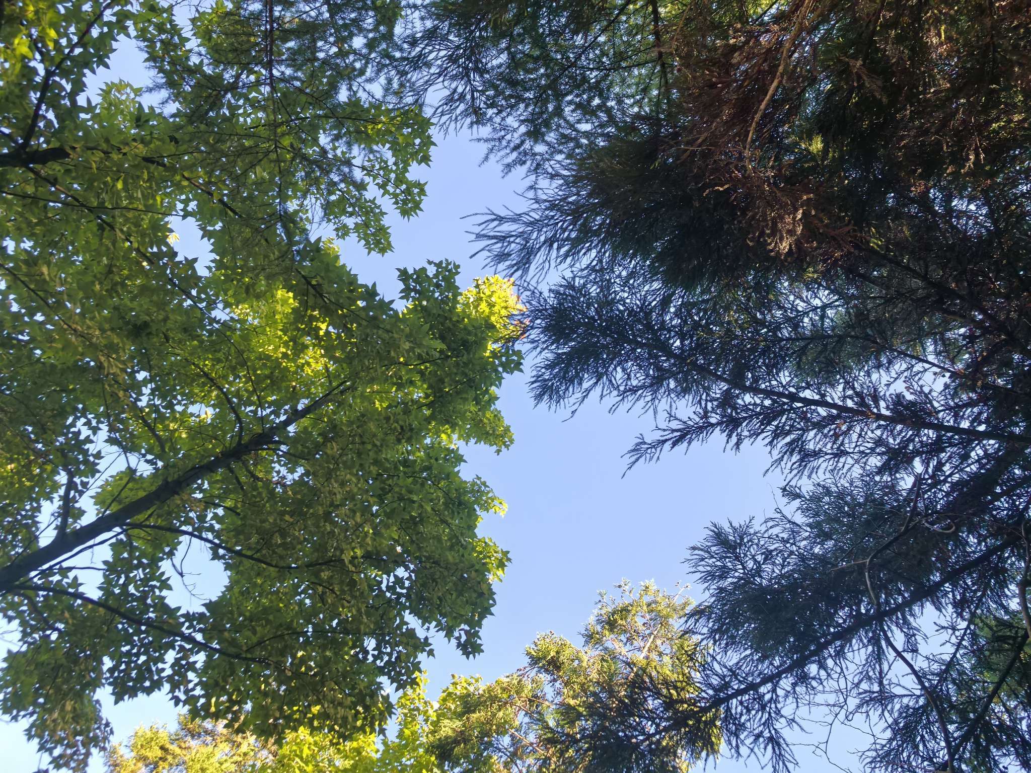 仰视的树与天空